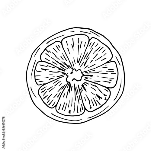 ORange lemon slice in sketch engraved style isolated on white background. Vector hand drawn illustration in doodle outline syle. Ingredient for salad  citrus  mulled wine  tangerine.