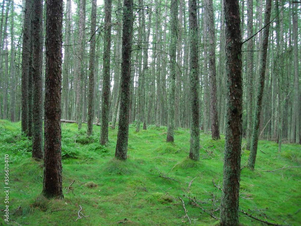 Obraz premium Moss covered trees