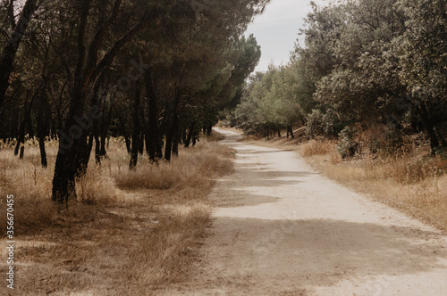 meadow, grass, road, tree, pine, pines, oaks, oak, holm, path, dry, landscape, plants