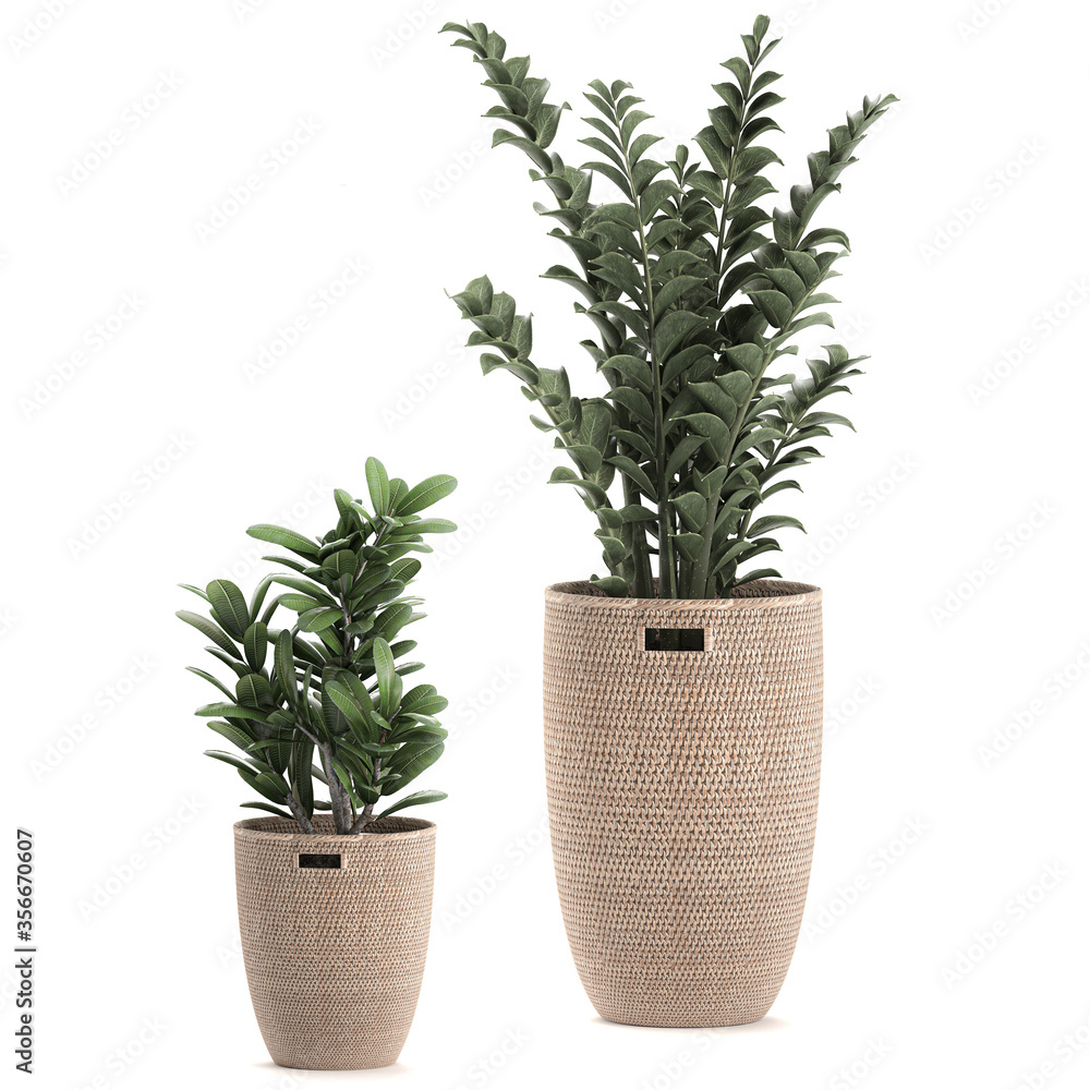 Zamioculcas in a basket isolated on white background Zamioculcas in a basket isolated on white background