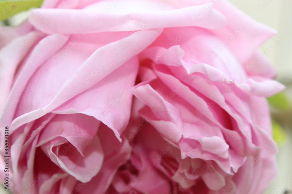 close up einer Rose close up einer Rose
