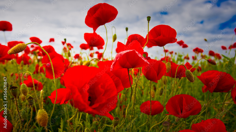 Fototapeta premium kwiaty maku w polu