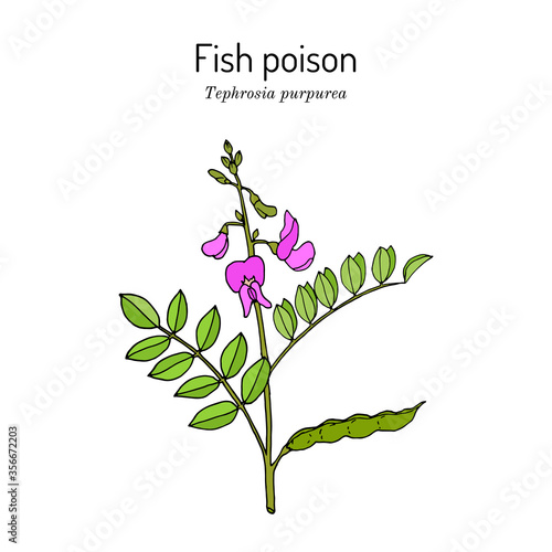 Fish poison tephrosia purpurea , medicinal plant.