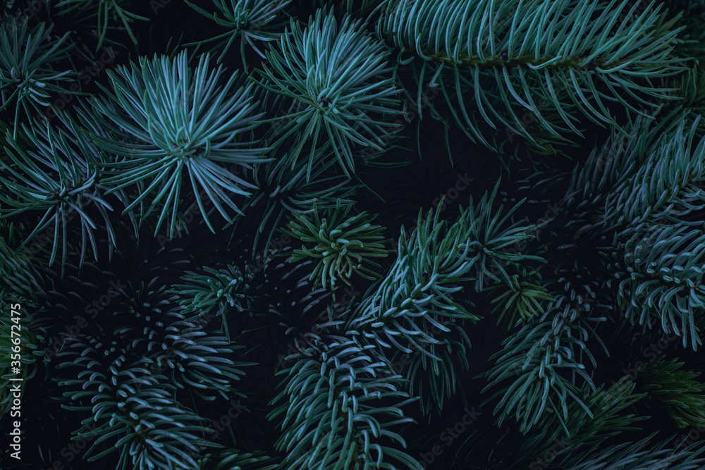 Christmas tree background..Blue spruce branches on a dark background