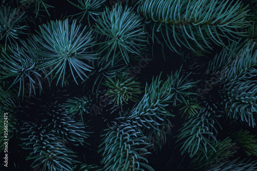 Christmas tree background..Blue spruce branches on a dark background