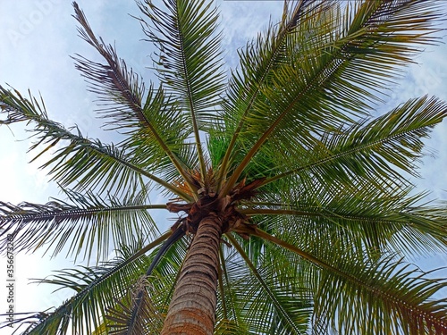 coconut palm tree on blue sky