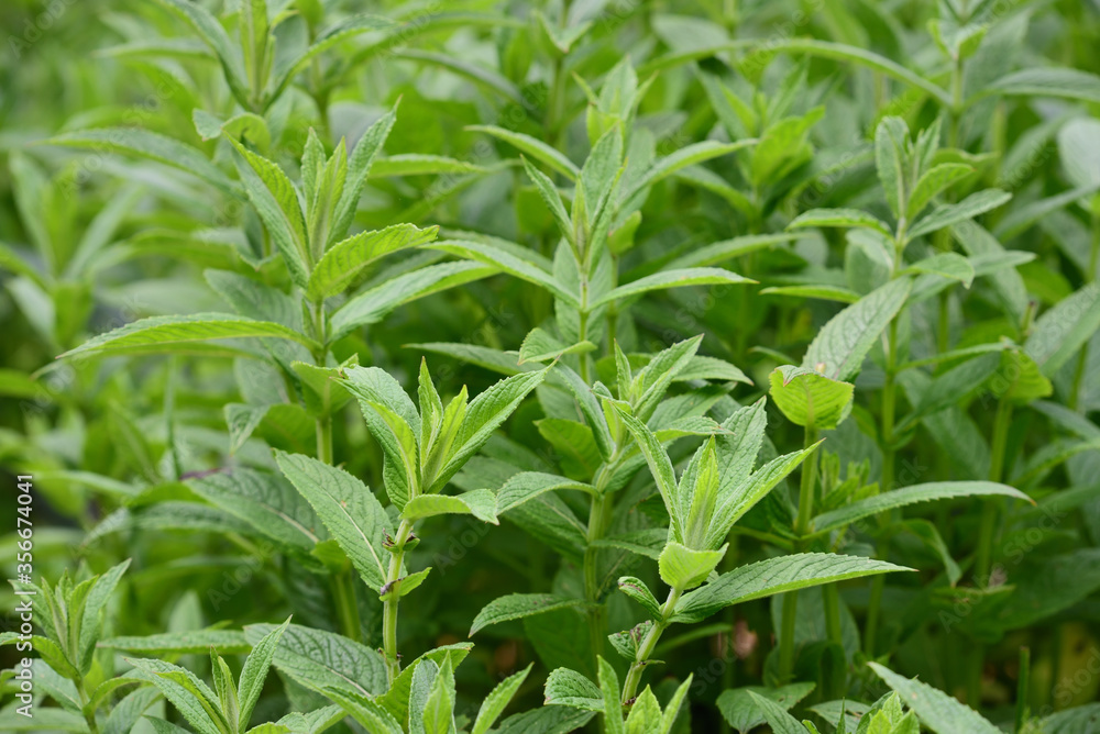 A field of green fresh mint plants in spring A field of green fresh mint plants in spring