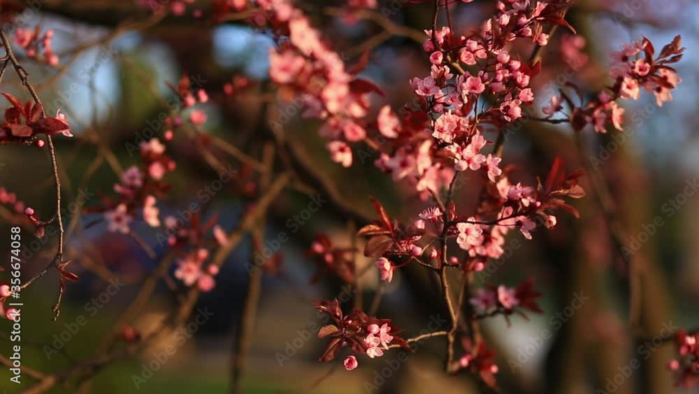 Close up of pink flowers blossoms on branches tree. Spring nature background Close up of pink flowers blossoms on branches tree. Spring nature background