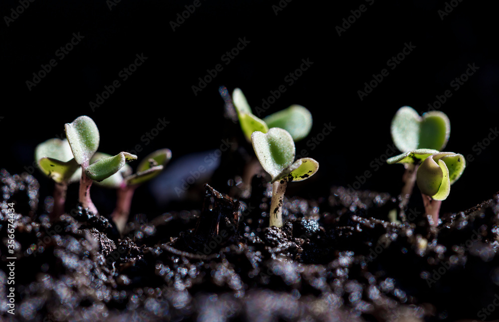 Close-up of green seedling. Green salad growing from seed Close-up of green seedling. Green salad growing from seed