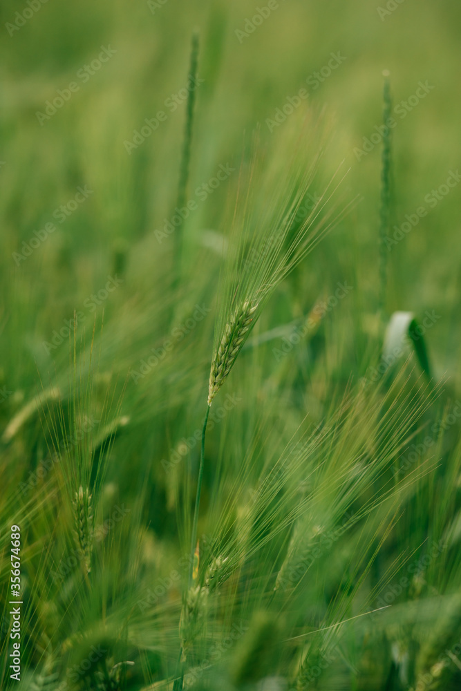 Obraz premium The rye green growing in the field. Rye ear close up.