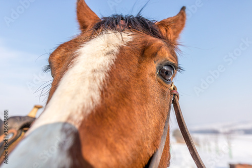 Obraz na plátně Horse brown color captured during winter training