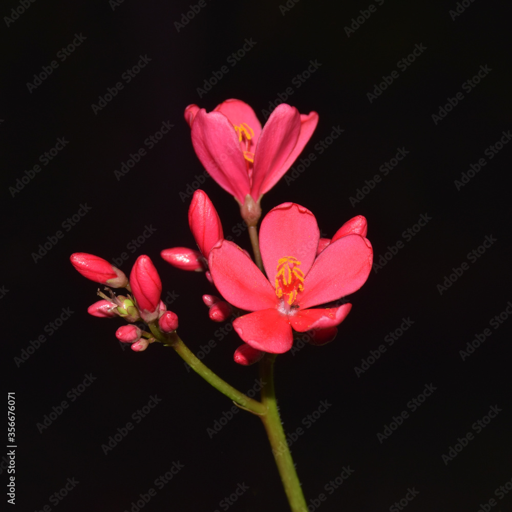 red flower with black background