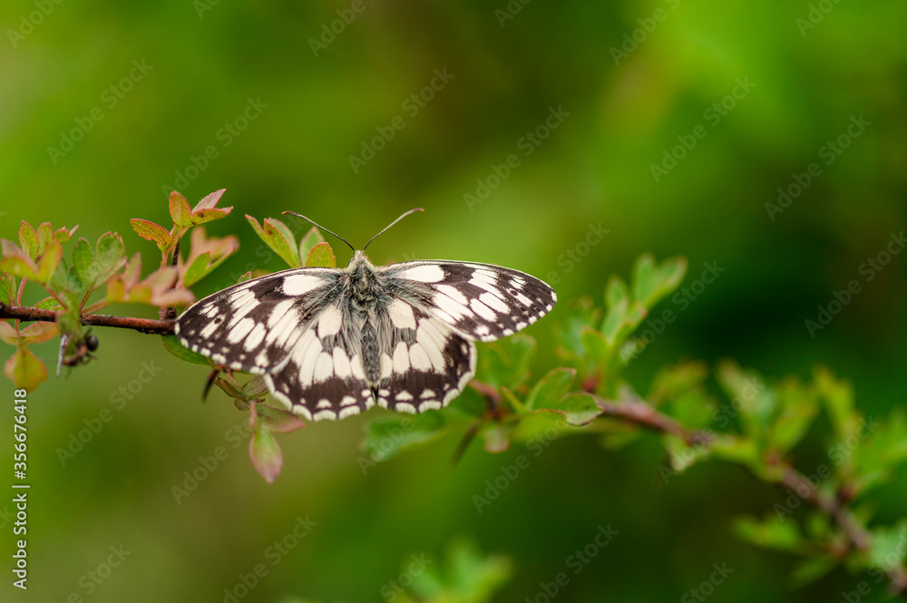 Naklejka premium Papillon demi-deuil