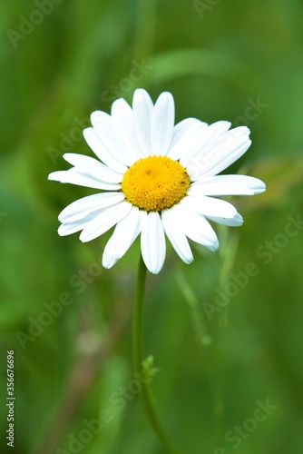 Fototapeta Naklejka Na Ścianę i Meble -  white daisy flower