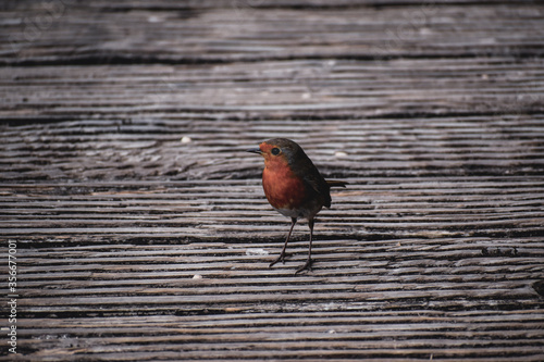 Robin Red Breast on a Bridge
