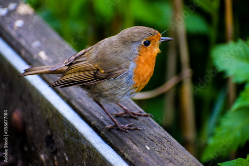 Robin Red Breast on a Bridge
