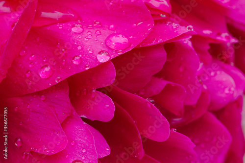 Close-up of pink peony petals covered with raindrops