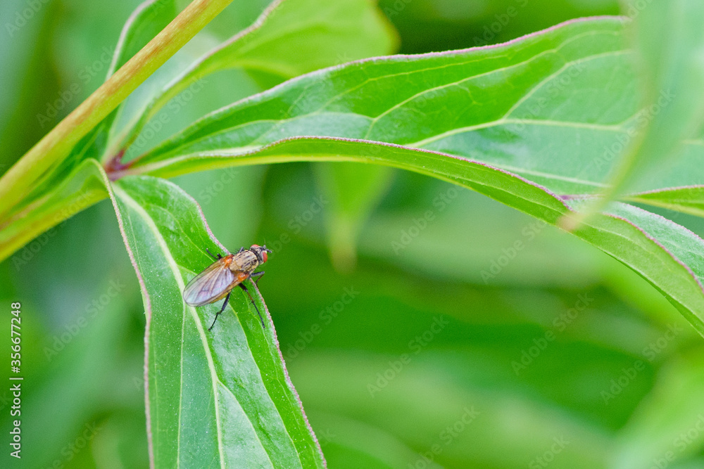 A winged insect is sitting on a flower stalk in a greenhouse A winged insect is sitting on a flower stalk in a greenhouse