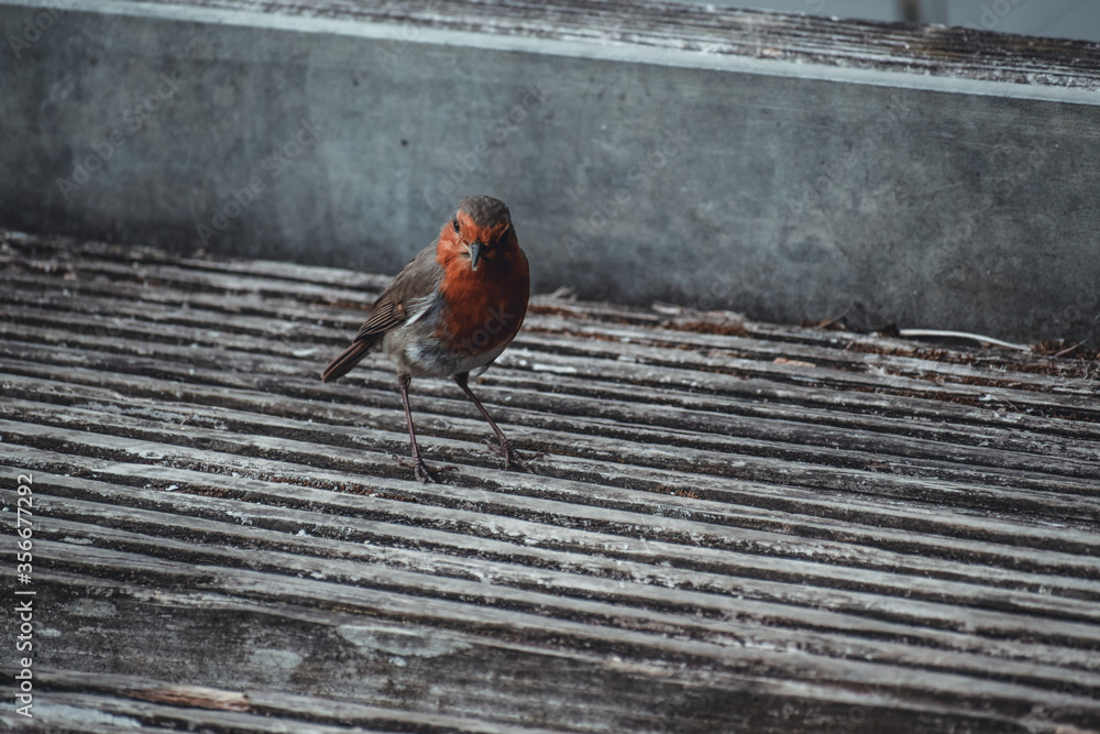Obraz premium Robin Red Breast on a Bridge