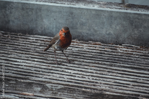 Robin Red Breast on a Bridge
