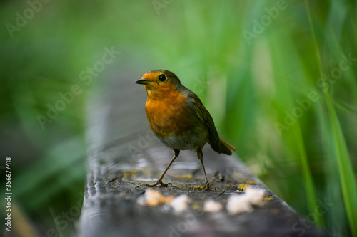 Robin Red Breast on a Bridge