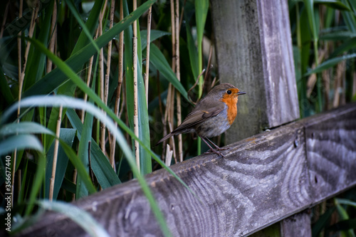 Robin Red Breast on a Bridge