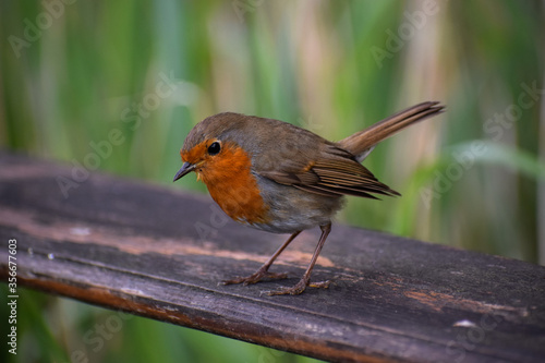 Robin Red Breast on a Bridge