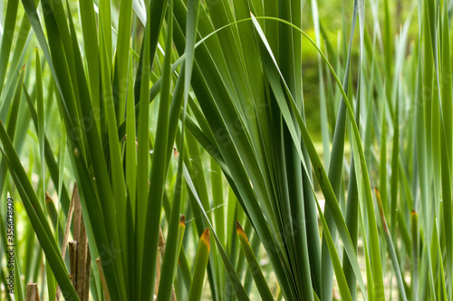 grass green long close-up illuminated by bright sunlight background eco pattern