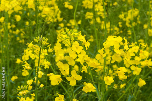 yellow wild flowers on field