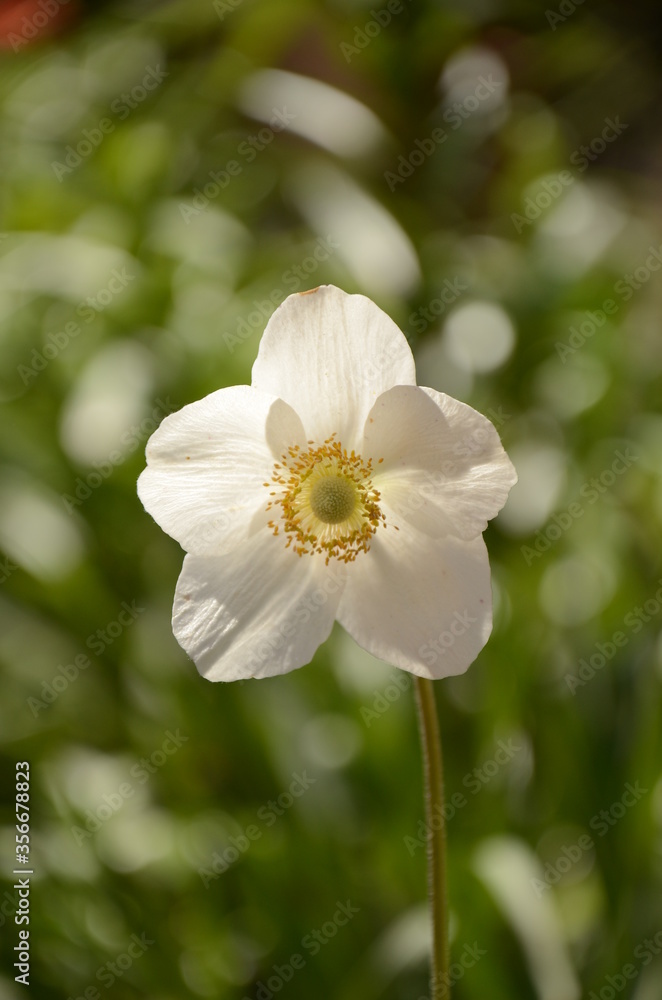 white flower in the garden white flower in the garden