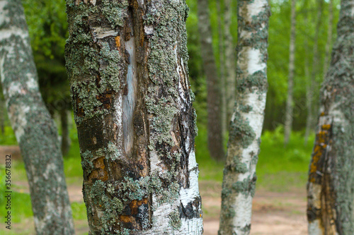 birch forest in sunlight in the morning