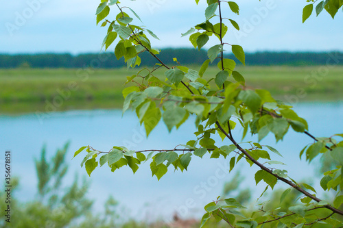 Leaves close to the beautiful background