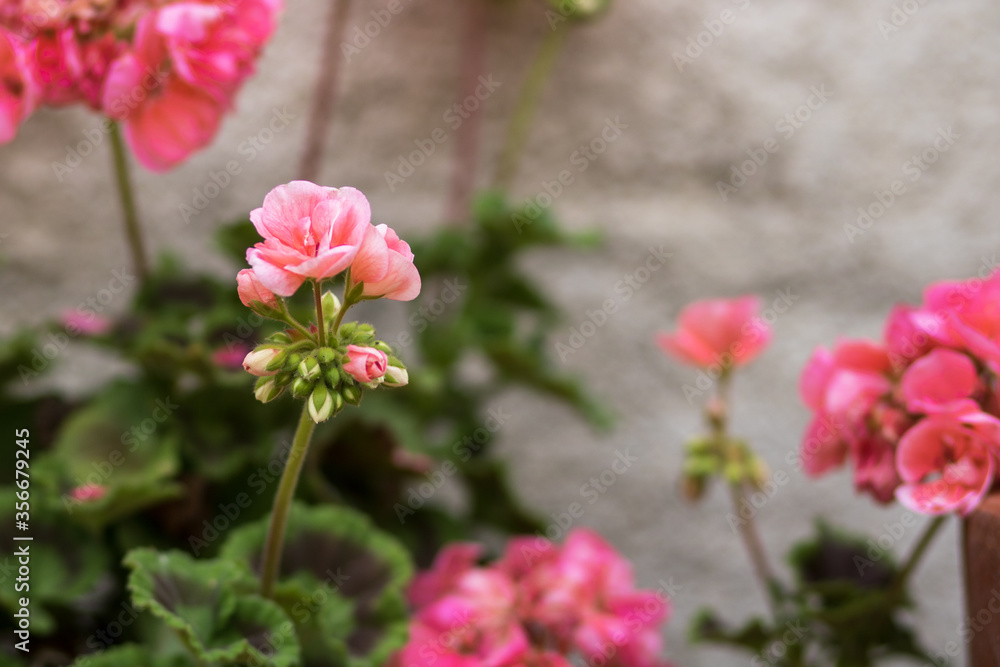 Géranium rose claire Géranium rose claire