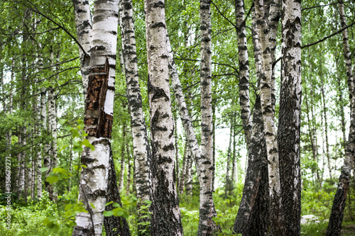 birch forest in sunlight in the morning