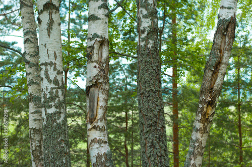 birch forest in sunlight in the morning