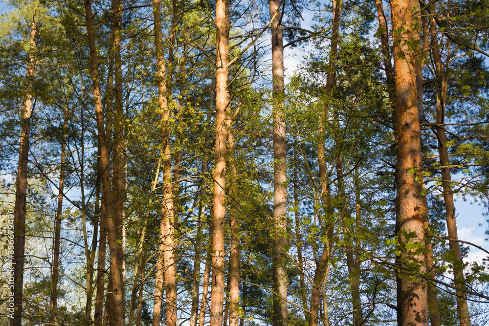 Obraz premium Beautiful northern forest at sunny day. High pine trees and sky.