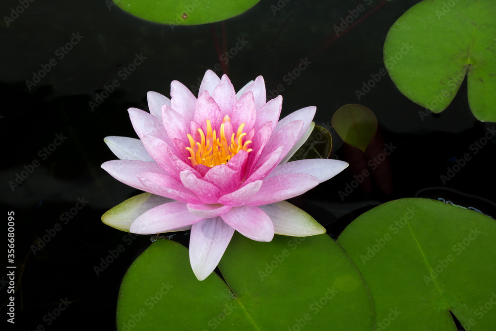 Pink lotus and leaves floating in the pond. Pink lotus and leaves floating in the pond.
