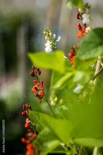 Fleurs haricots