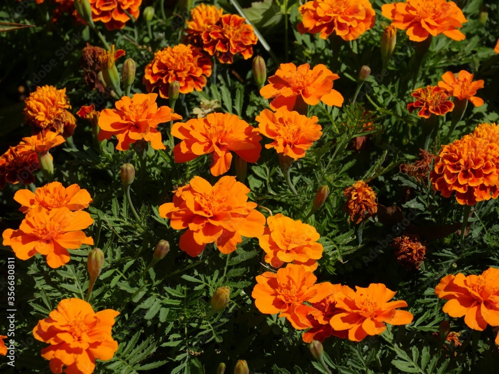 Close up of orange flowers in bloom in a garden