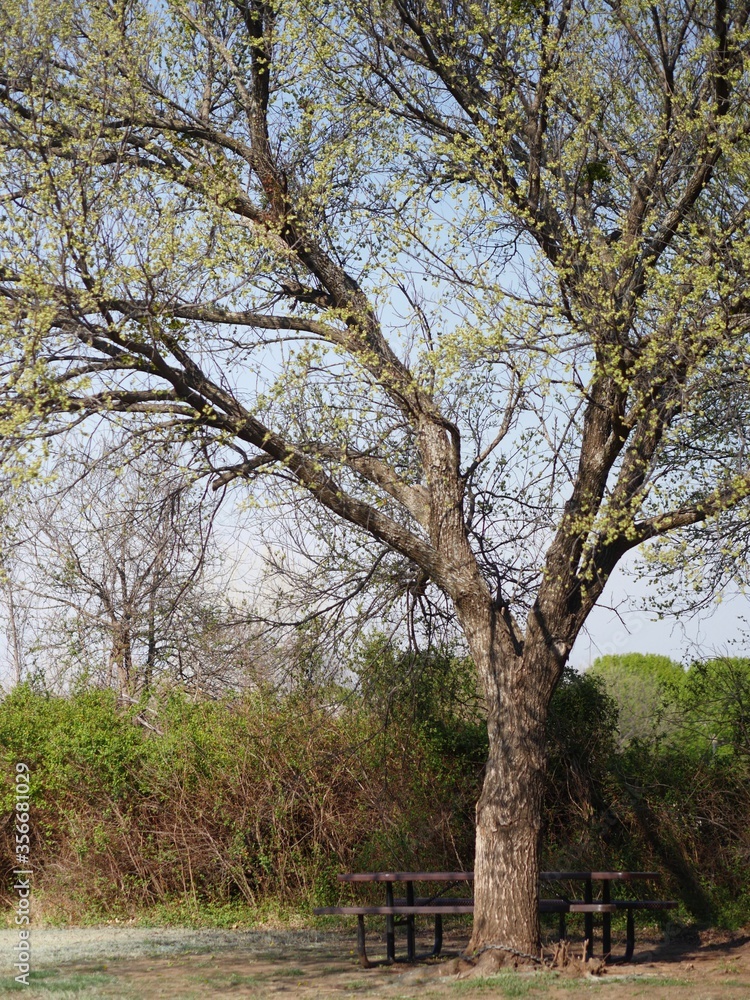 Big tree with the first leaves of spring,with a table and benches under it Big tree with the first leaves of spring,with a table and benches under it
