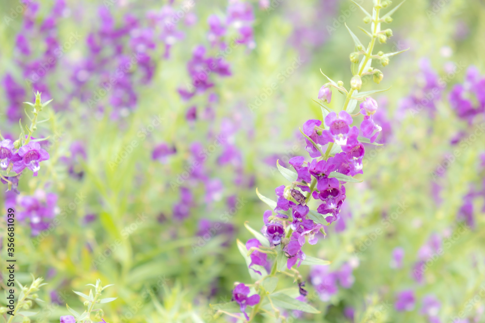 Naklejka premium mini purple flower in botanic garden with nature background.