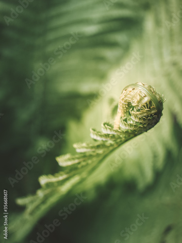fern leaf on a green background