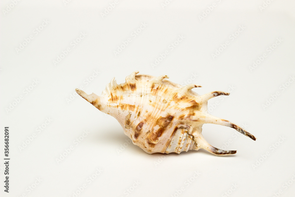 seashell and seashells on a white background seashell and seashells on a white background