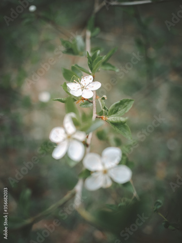 Fototapeta Naklejka Na Ścianę i Meble -  apple tree flowers