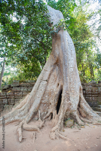 Ruins Ta Prohm temple and Banyan Tree Roots  Angkor Wat complex  Siem Reap  Cambodia.