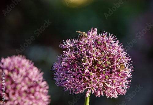 Blooming onion plant. Flower decorative onion. Close-up of onions flowers. allium flower  allium giganteum . Beautiful blossoming onions on dark background.