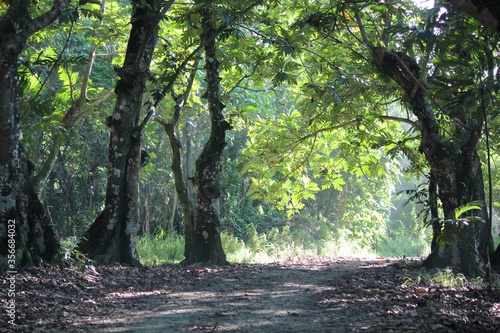 Pathway under a enclosure of trees with the sunlight on the leaves