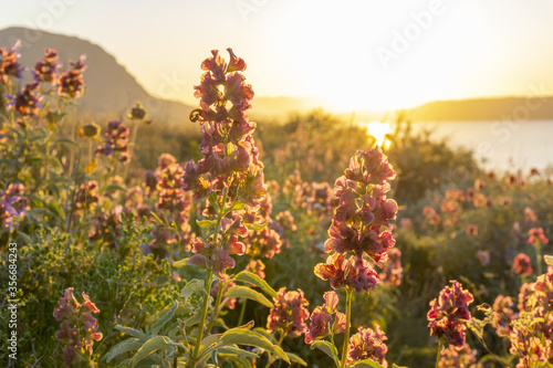Beautiful pink mountain flowers. Blooming wild meadow with pink flowers at highlands at sunset.
