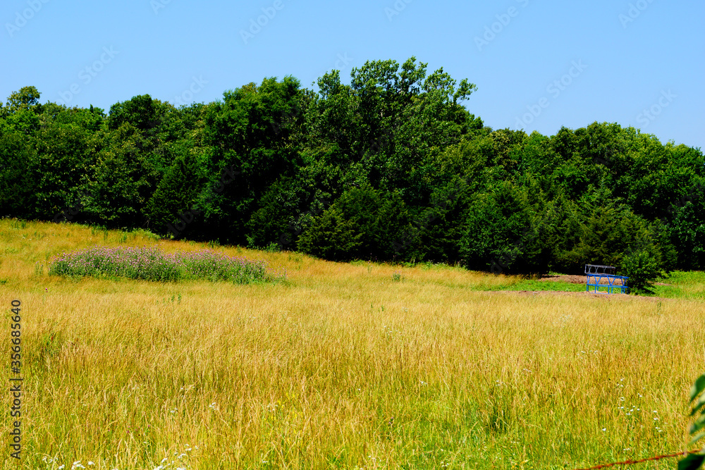 field and trees with blue sky