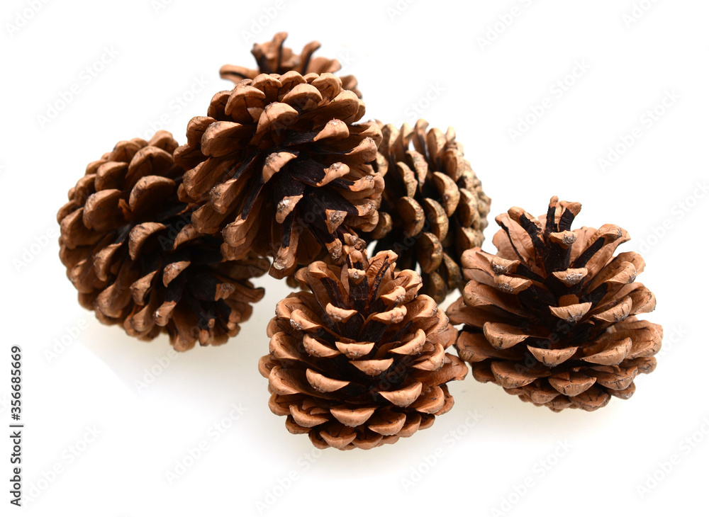 Pine Cone with white background Pine Cone with white background